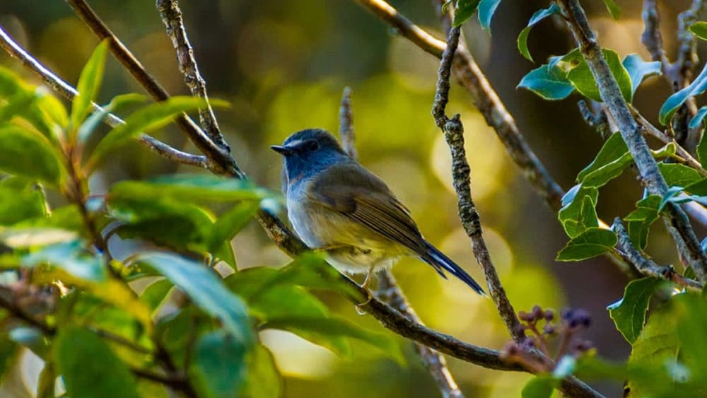 Elevational Movements of Himalayan Birds Lend Clues to Improve Conservation Efforts