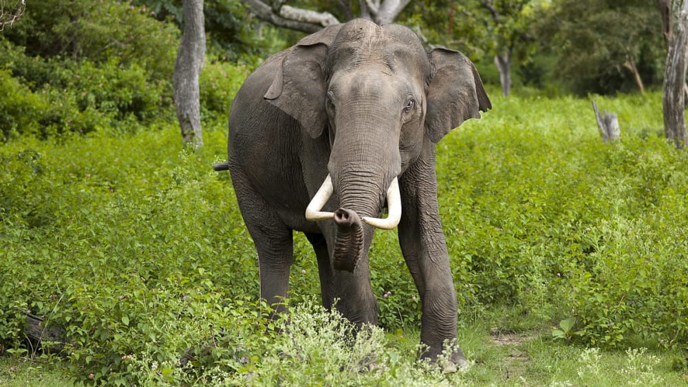Quiz: Asian Elephant