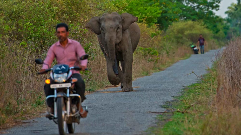 Addressing the Human-wildlife Conflict Challenge