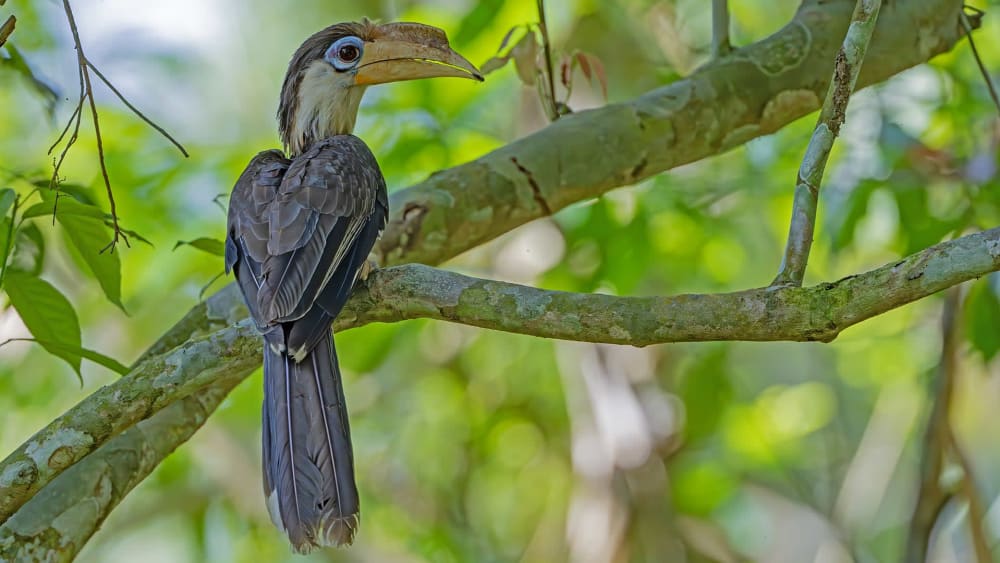Brown Hornbills: Seven Sisters of the High Canopy