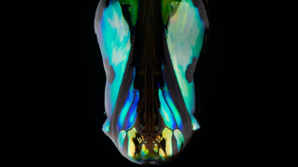 In Stages: Metamorphosis in the Insect World