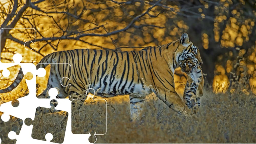 Wildlife Puzzle: Tiger Parenting
