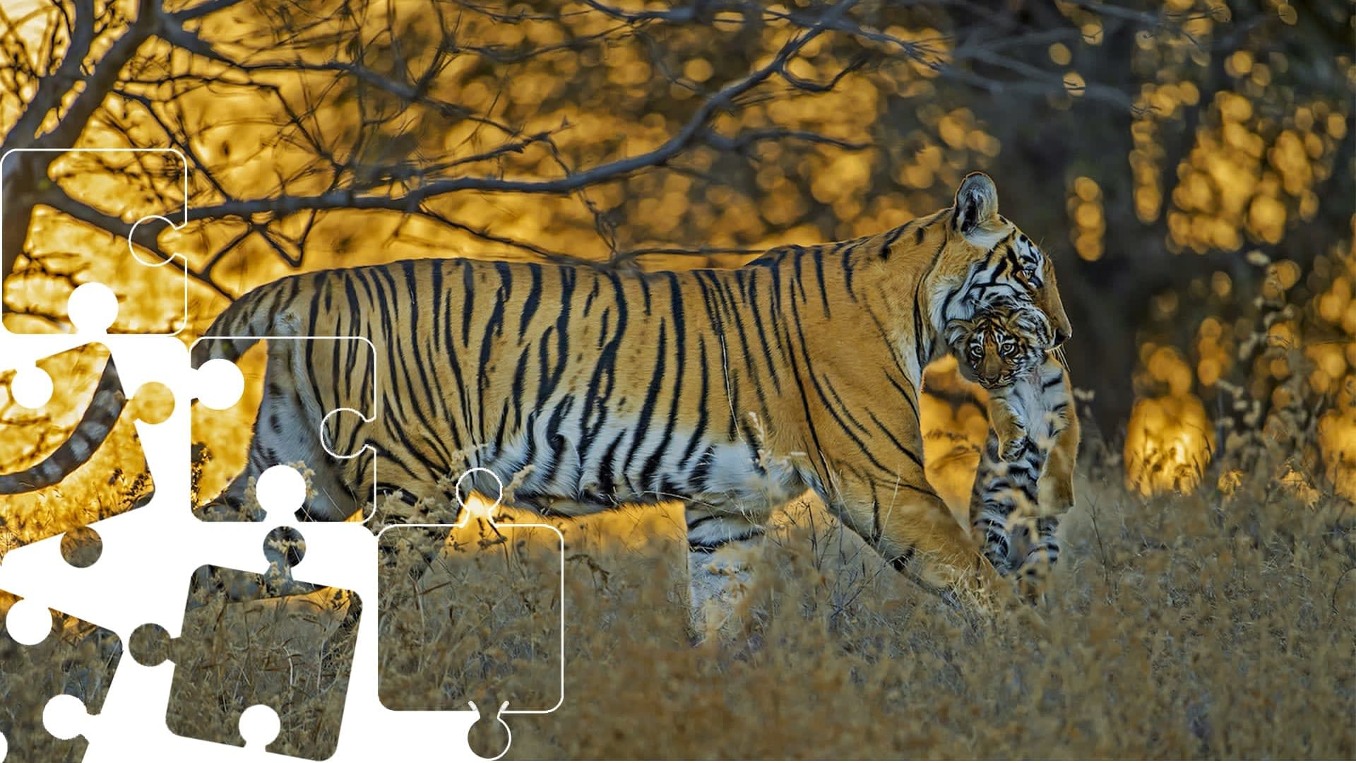 Wildlife Puzzle: Tiger Parenting
