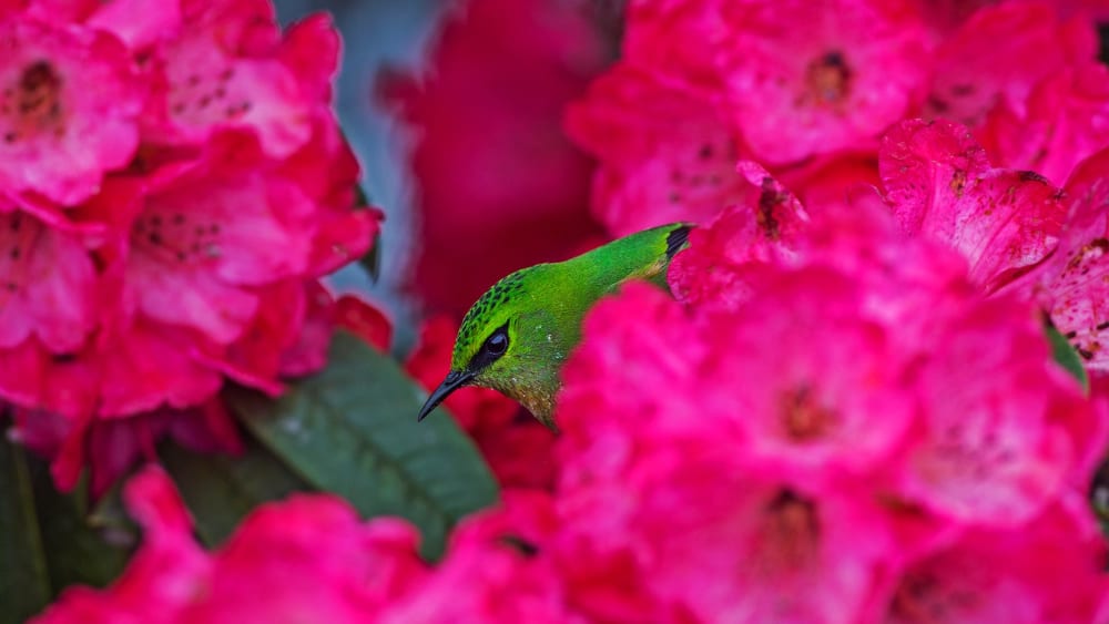 Stunners of the Feathered Kind in Singalila National Park