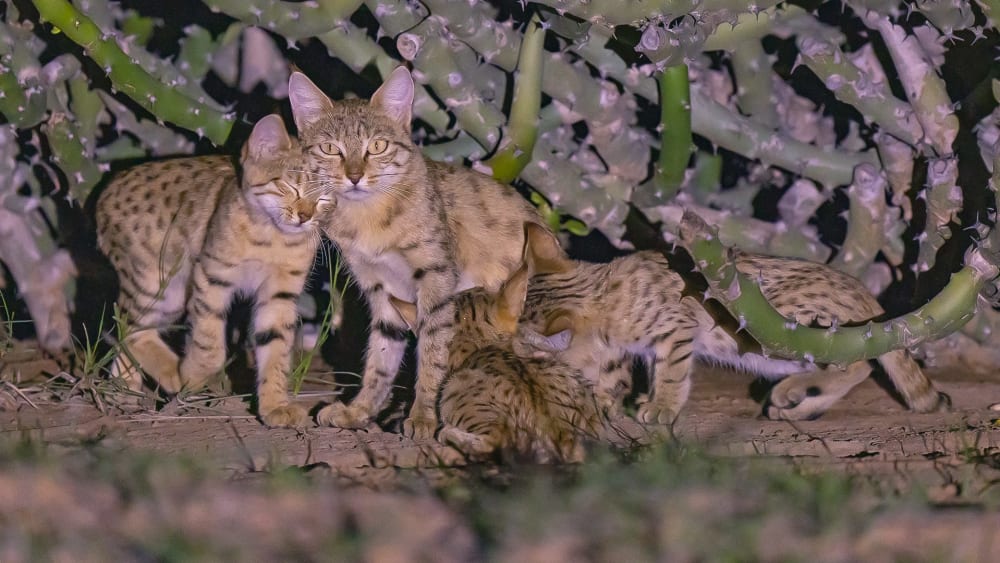 Under the Euphorbia: The Secret Lives of Asiatic Wildcats