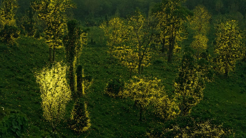 The Enchanted Forest: The Love Language of Fireflies in Anamalai Tiger Reserve
