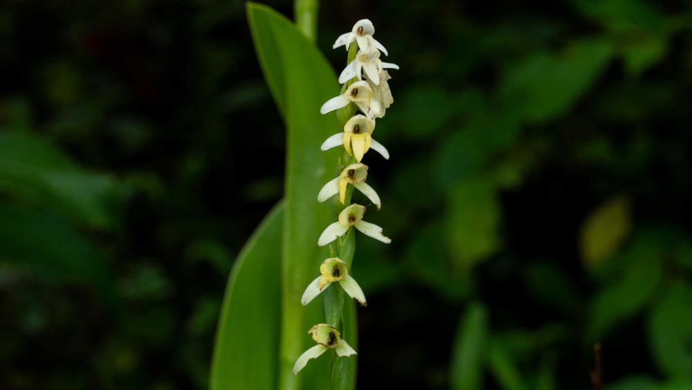 The Curious Lives of Orchids in the Northern Western Ghats