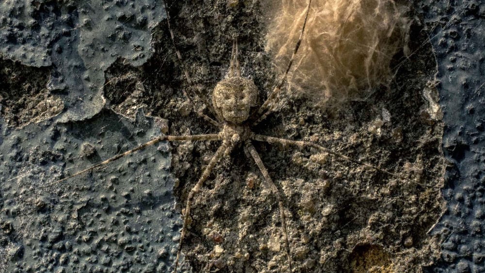 Life on the Vertical: Exploring Nature on City Walls