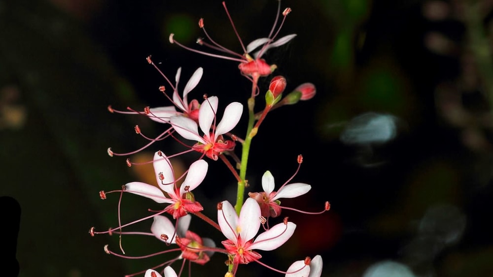 Zoo in a Stem: The Ant-Plant Exchange