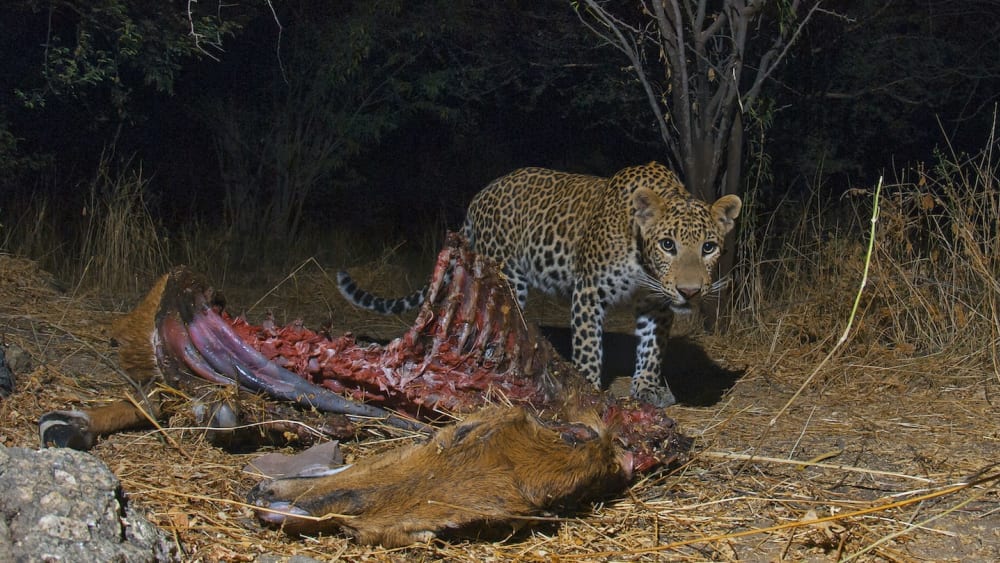 India Has Lost 75-90 per cent of its Leopard Population
