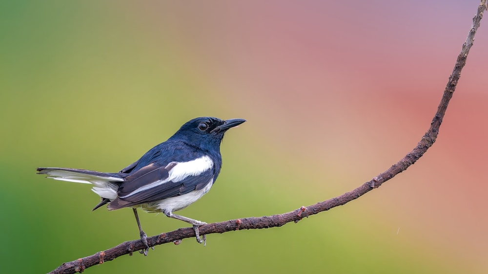 Oriental Magpie-robin: The Tropical Maestro