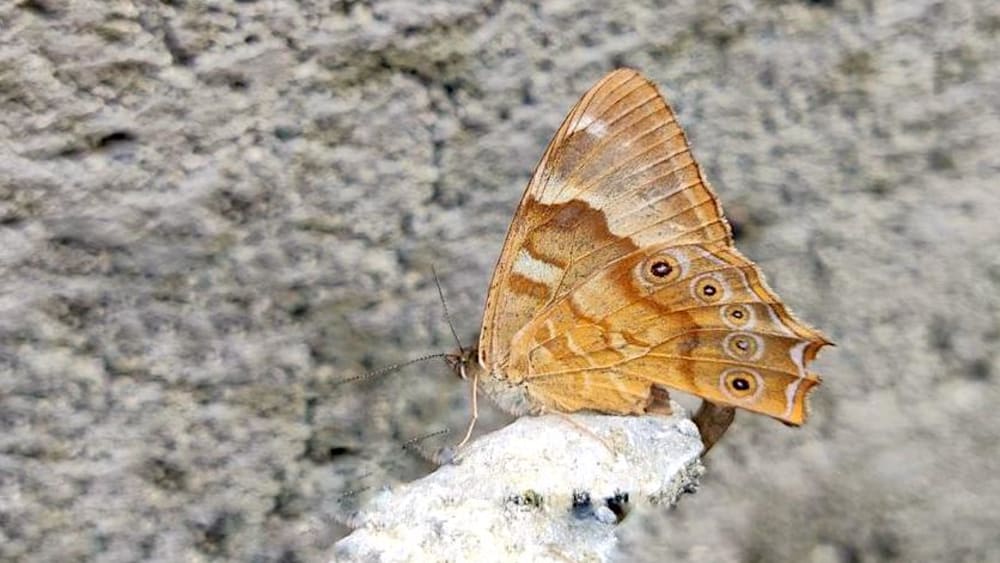 Butterfly Records Lead Arunachal Pradesh’s Biodiversity Sightings