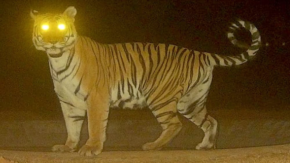Tigress Travels Record Distance in Central India
