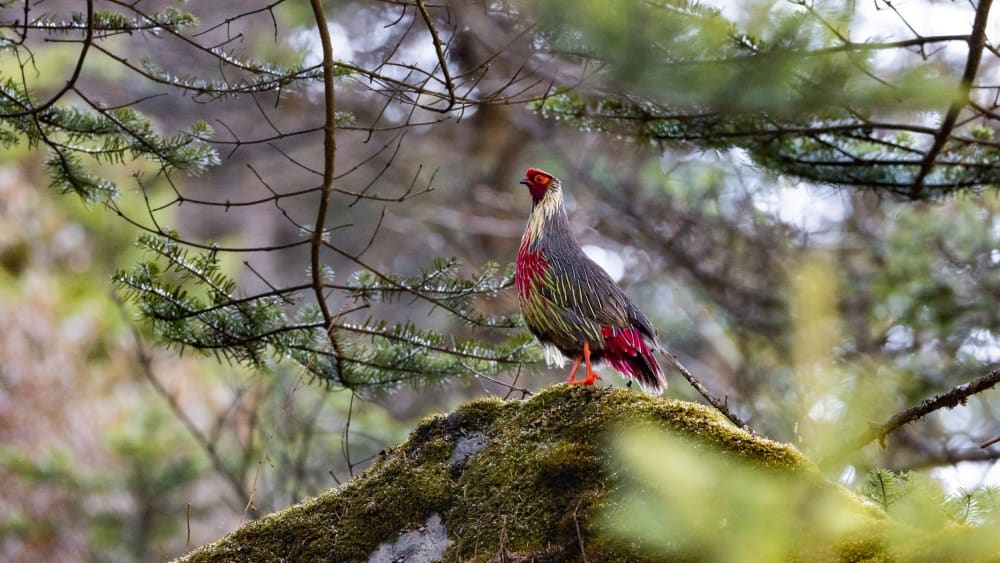 Feathers on the Road: Highway Birding and Other Adventures