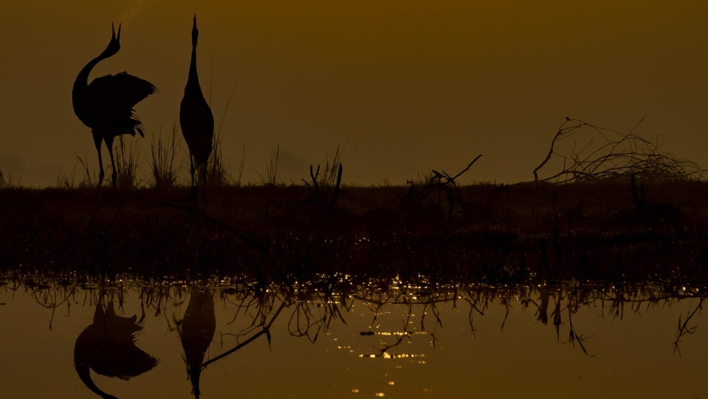 Bharatpur: Memories of an Inveterate Birder