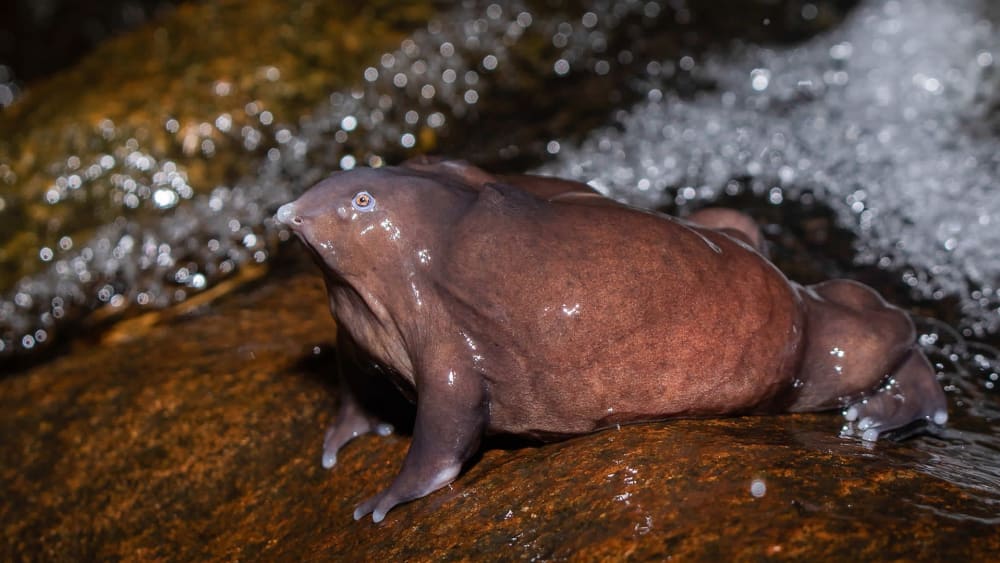 Living Fossils: Old-World Creatures in the Wild
