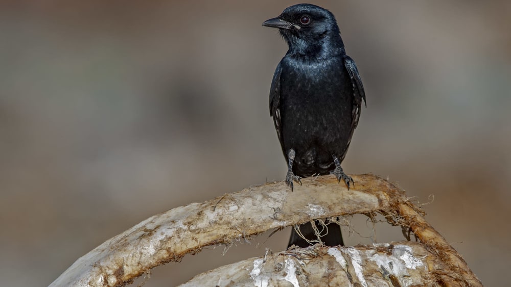Black Drongo: The Ventriloquist in the Vicinity