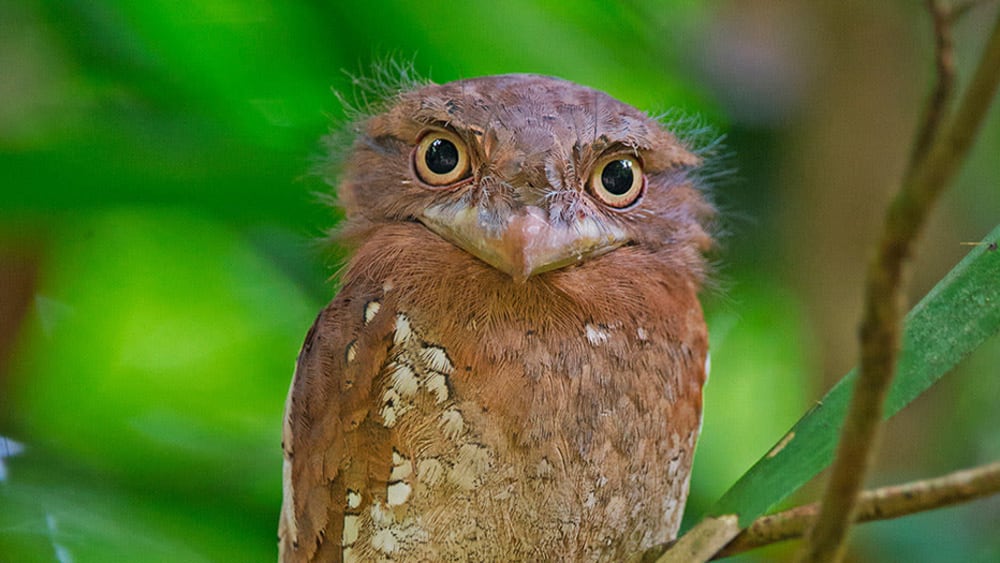 In a Twitter about Thattekad Bird Sanctuary