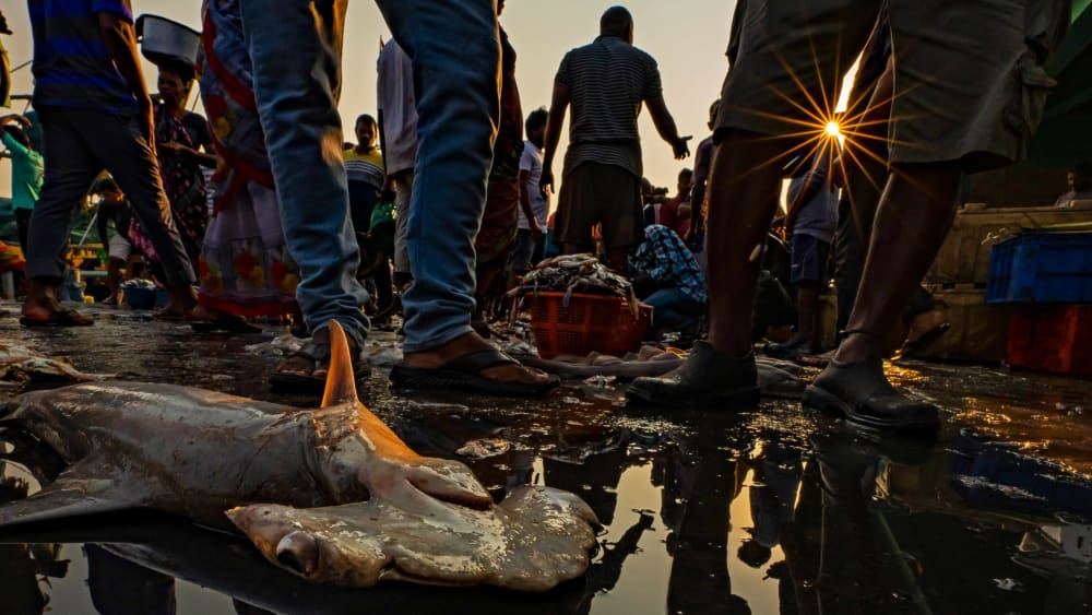 Understanding Market Dynamics to Make Shark Fishing Sustainable