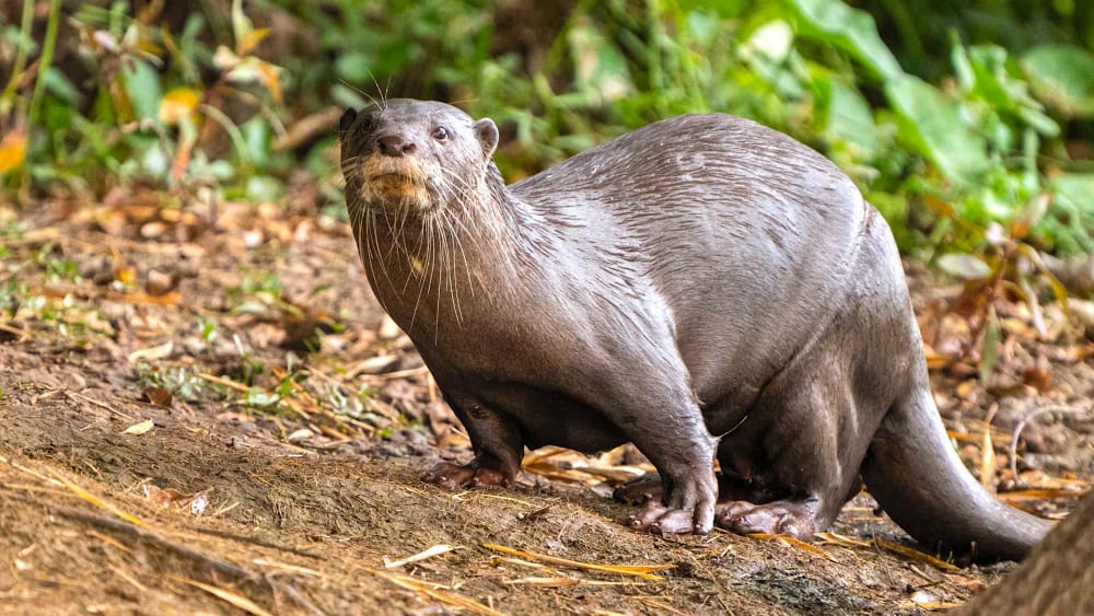 Under Fire: Smooth-coated Otters on the Cauvery