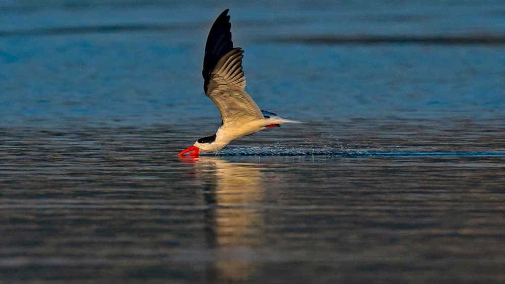 Indian Skimmer: Fish-Loving River Hunter