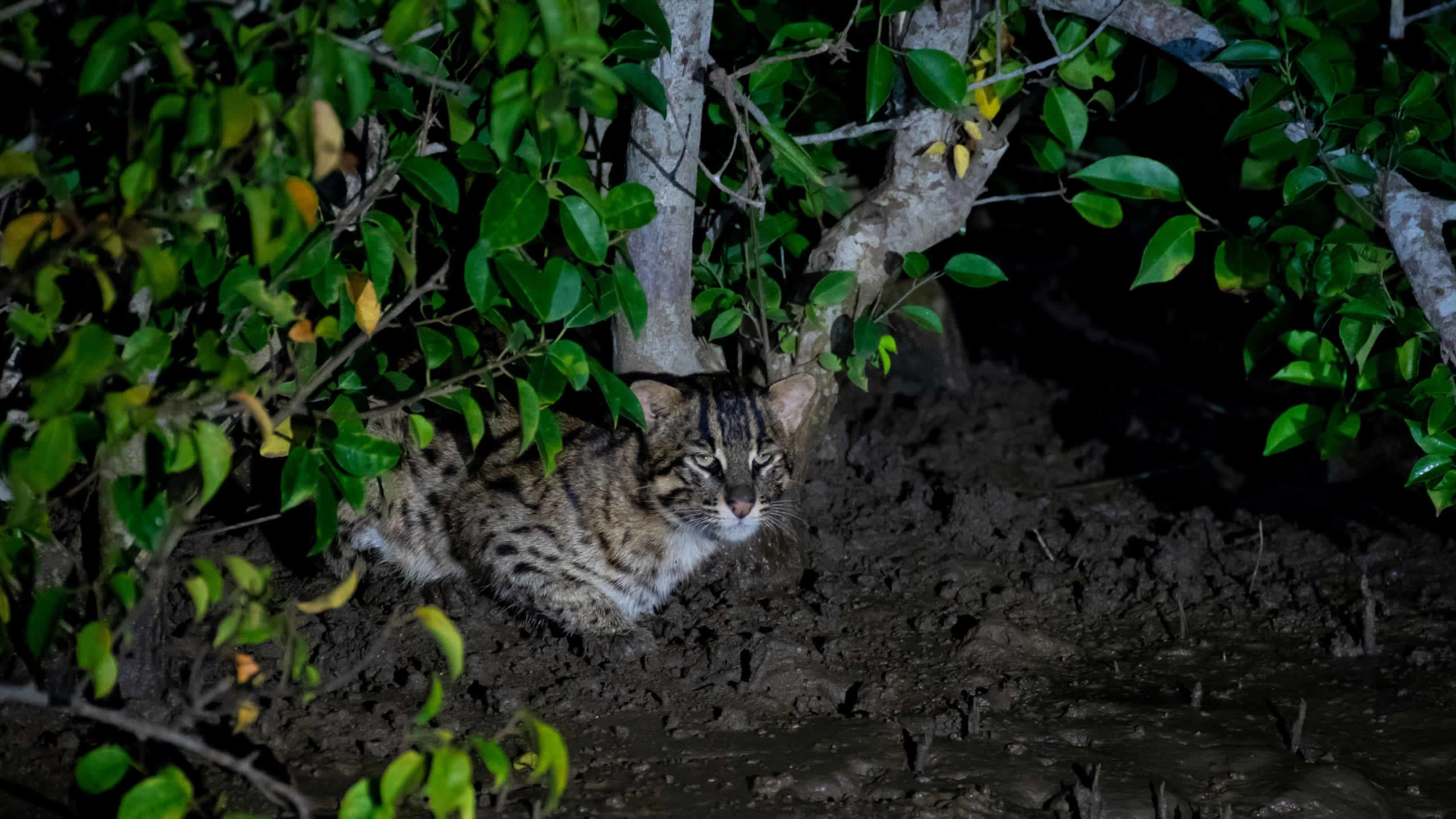 The Cat’s Out of the Protected Area