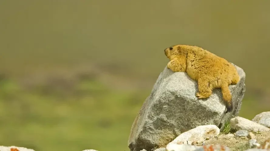 All is Not Well with the Himalayan Marmot