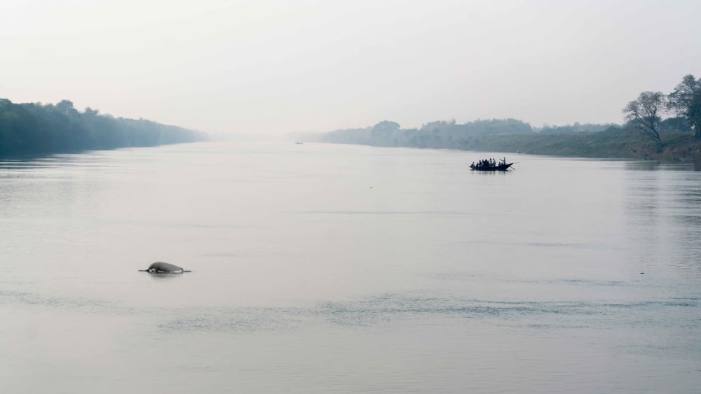 190 Dolphins Recorded in Mahananda Face Survival Challenges
