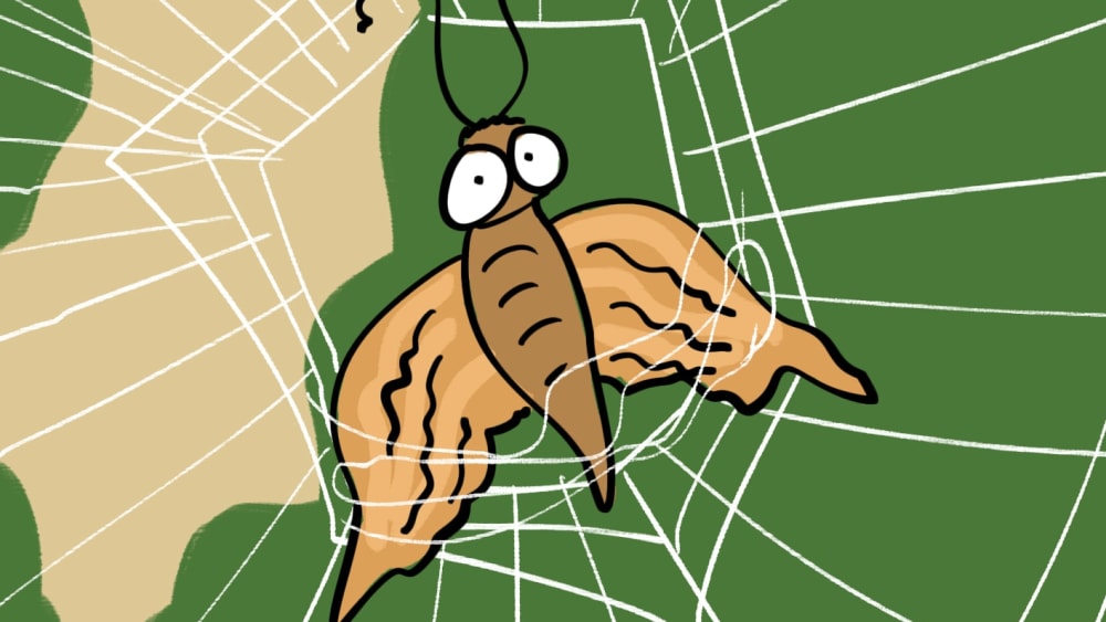 The Silver Orb Spider and its Masterpiece