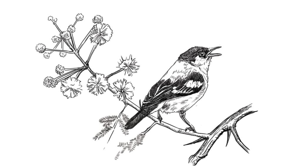 Bird Essays: A Writing Contest by Indian Pitta and RoundGlass Sustain