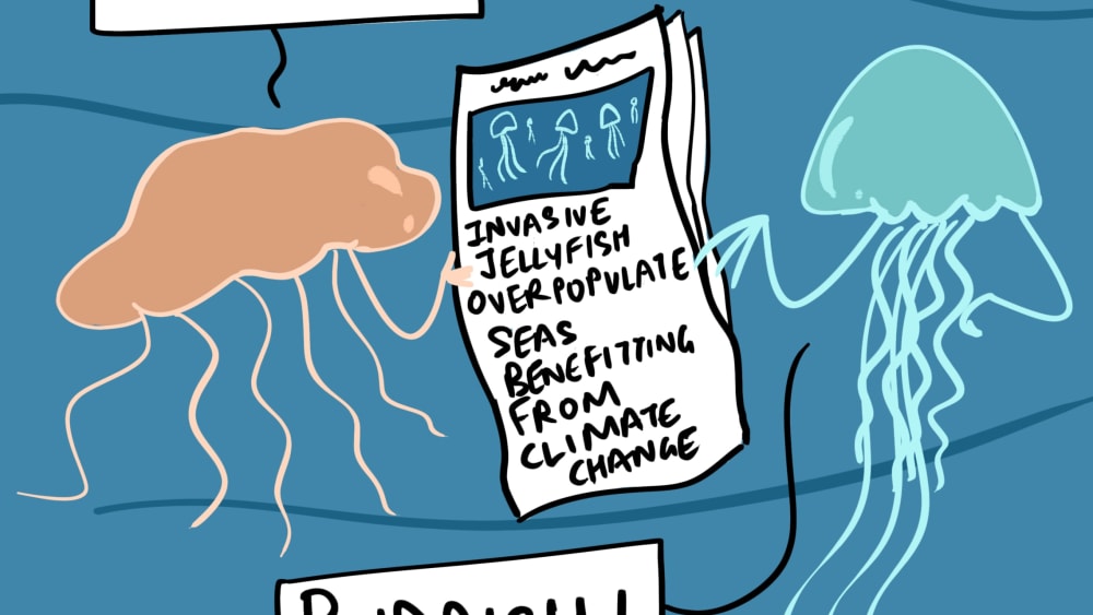 The Reproduction Conundrum of the Jellyfish