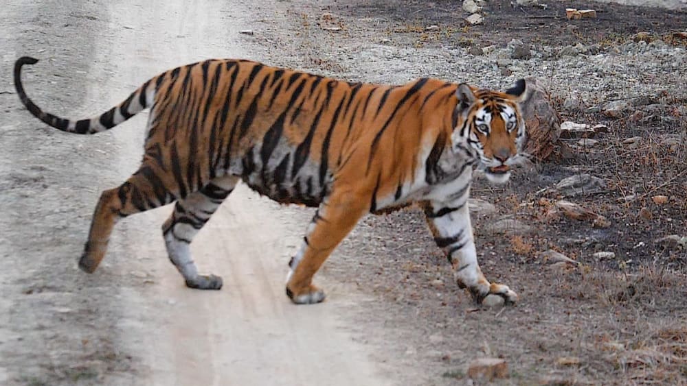 Return of the King: How Panna National Park Got its Tigers Back