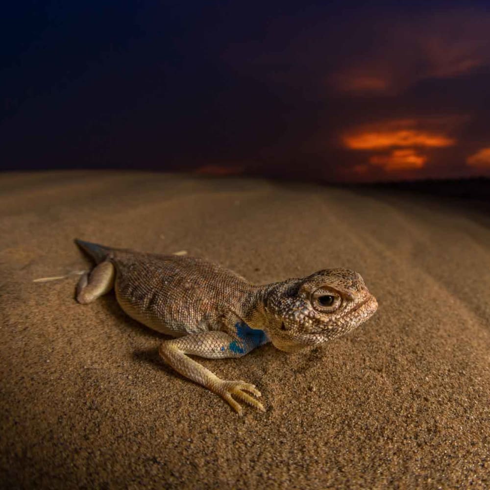 Dune Dinos: Laungwala Toad-headed Agama of the Thar Desert