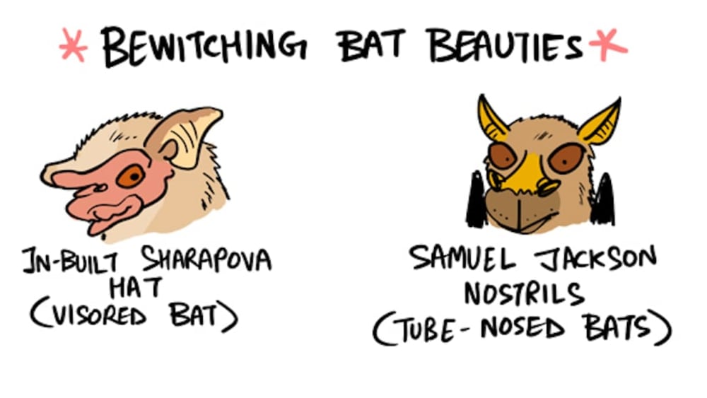 A Special Line-up for #InternationalBatAppreciationDay