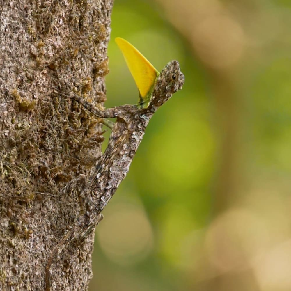 The Flying Dragons of South India