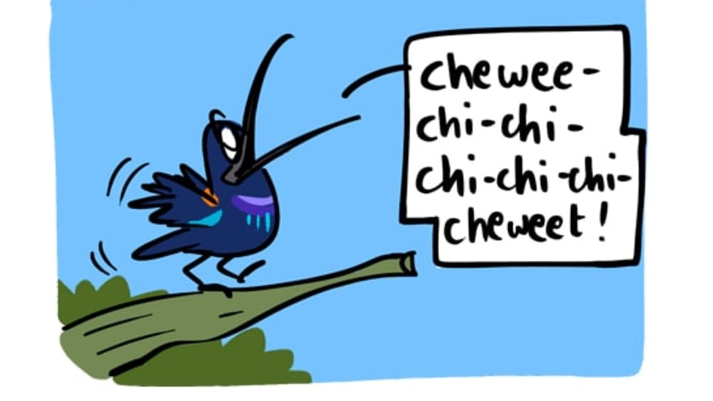 Disco Dance, Male Sunbird Style