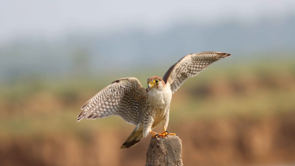 The Guide: Sultanpur National Park