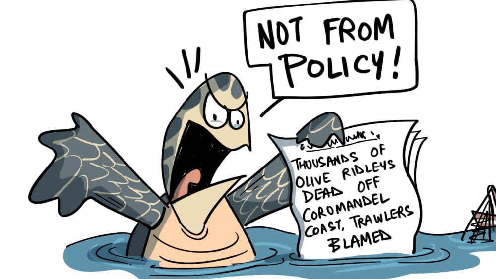 The Olive Ridley Turtle's TED Talk