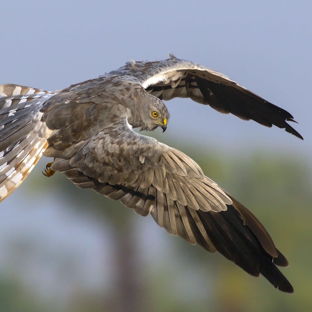 Harriers: The Winter Guests of Velavadar
