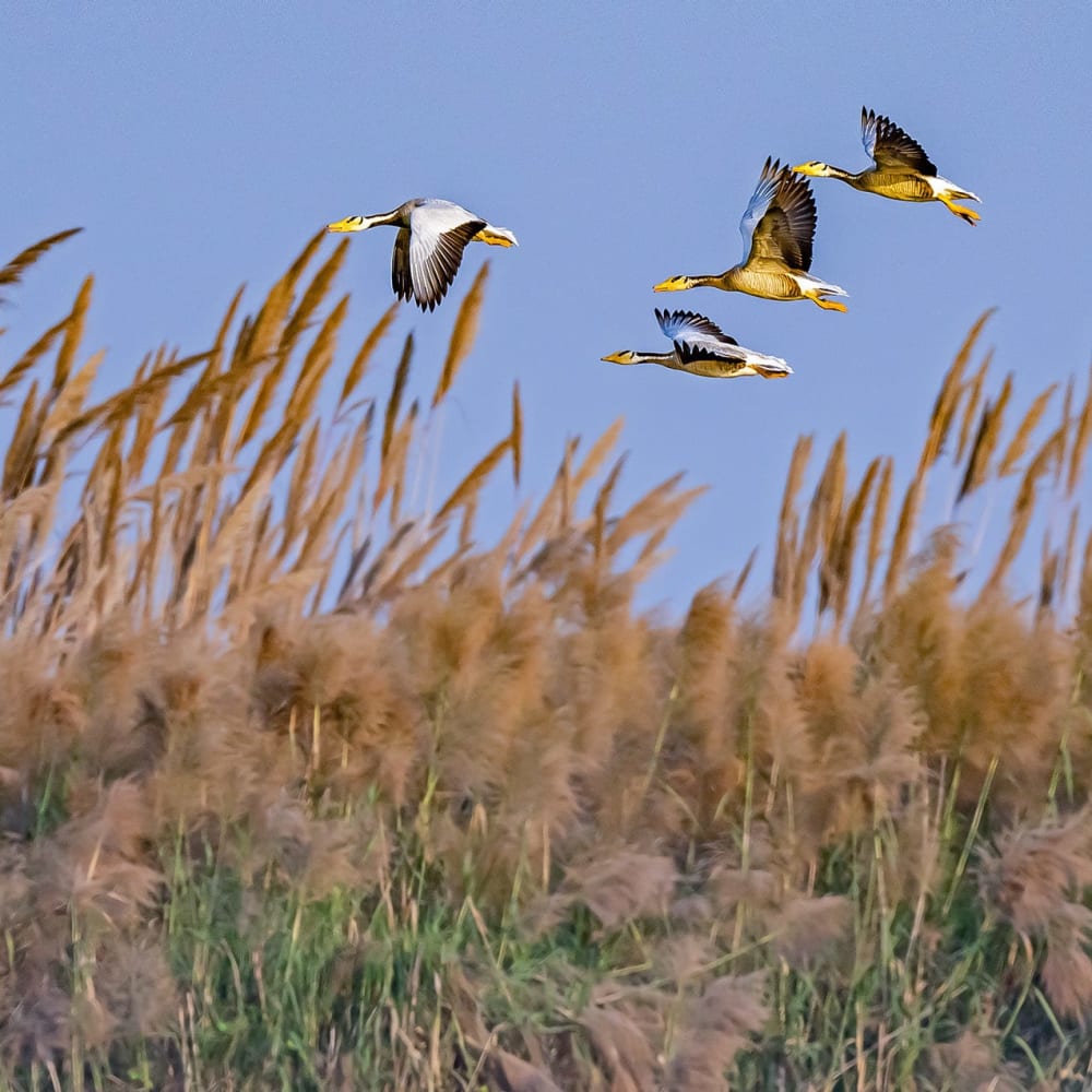 Toolkit: Migratory Birds