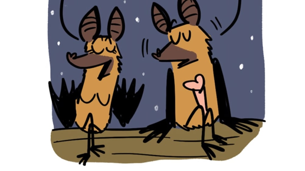 The Serotine Bat Couple Make Their TV Debut