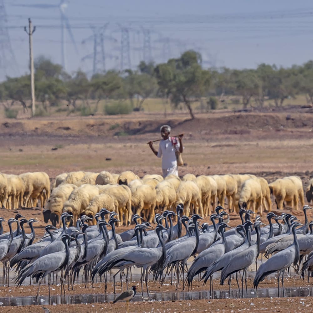 Deg Rai Mata Oran: Grove of the Gods and a Changing Landscape