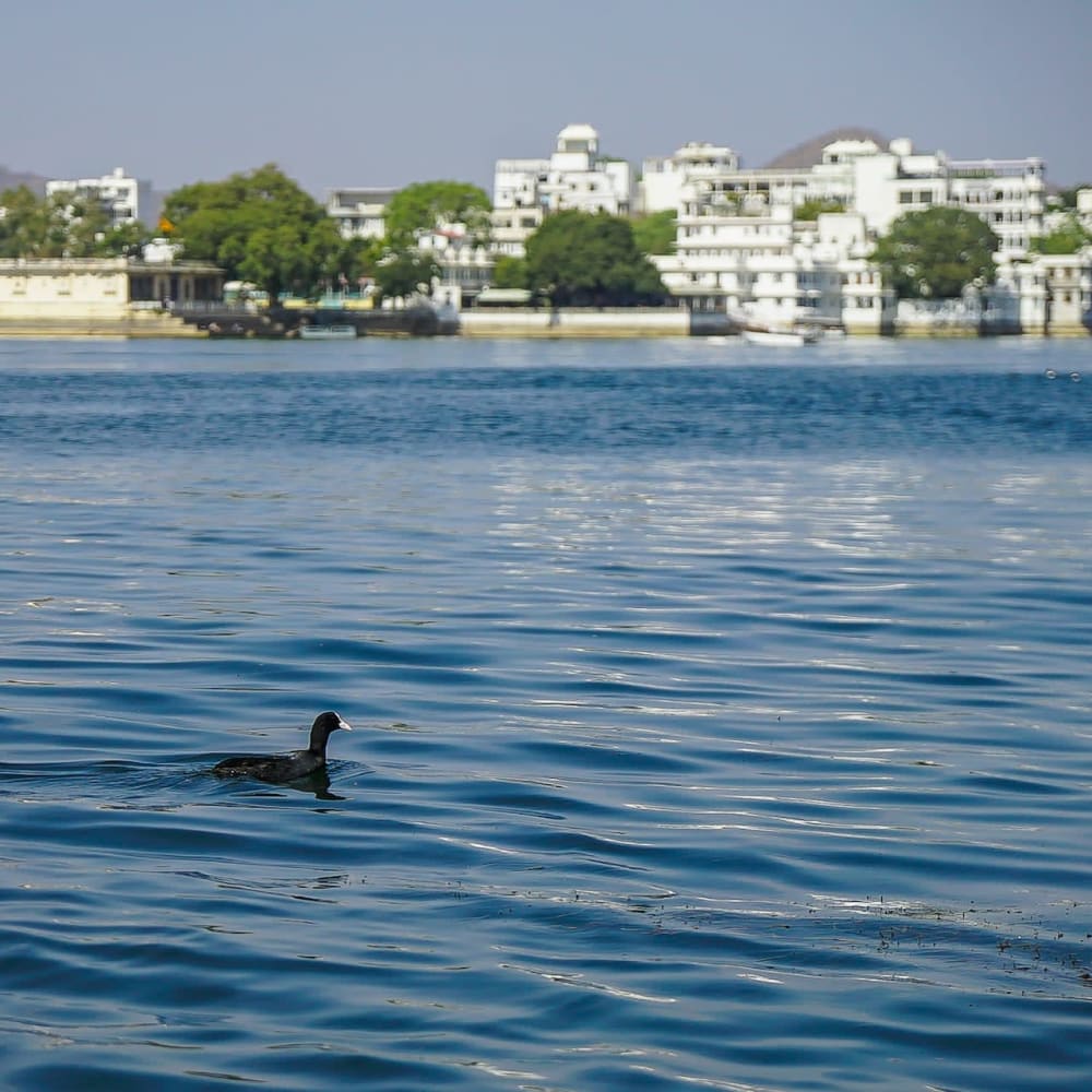 City of Lakes at Risk: Why Udaipur’s Wetlands Need Your Attention
