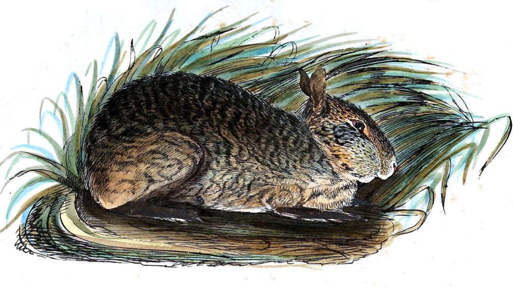 Hispid Hare Left With Nowhere to Go
