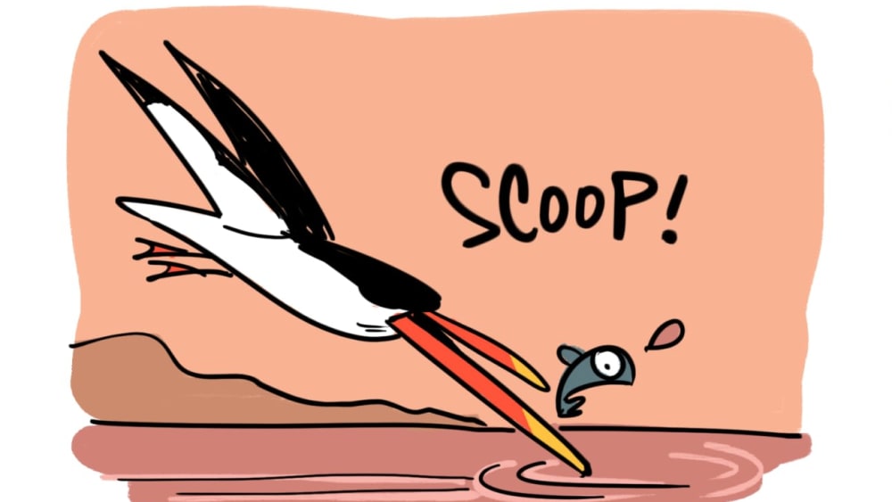 The Hunting Style of the Indian Skimmer