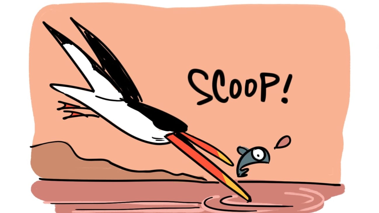 The Hunting Style of the Indian Skimmer