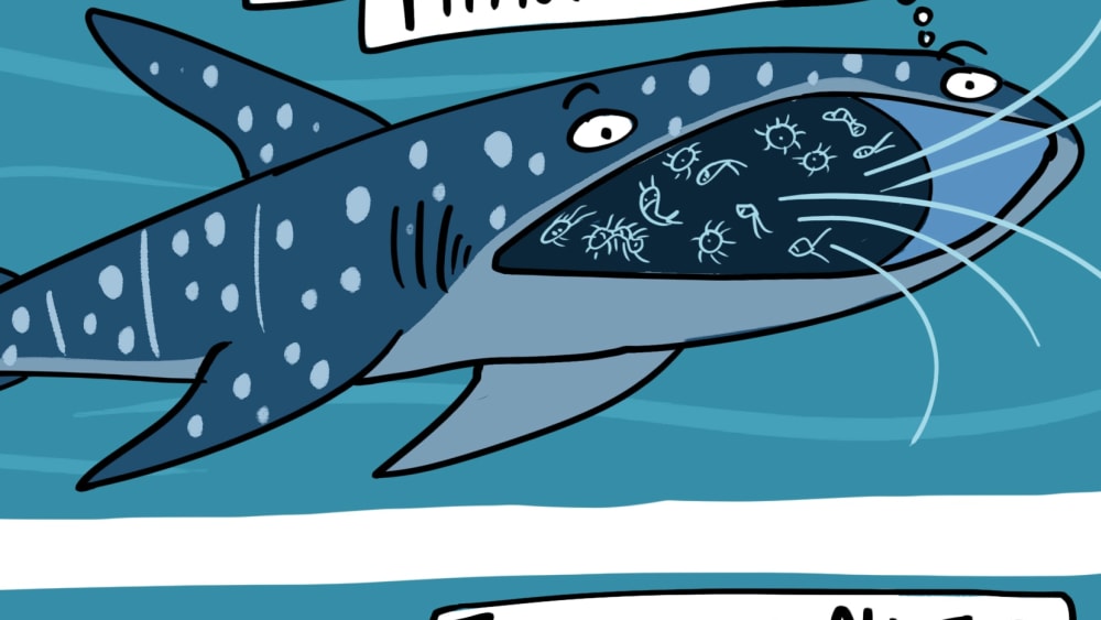 Veganism Defined by Whale Sharks