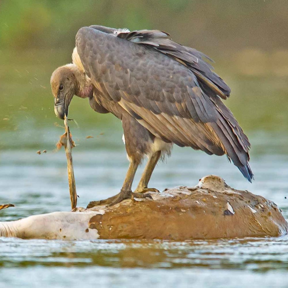 Fall of the House of Vultures (And How We Can Stop It)