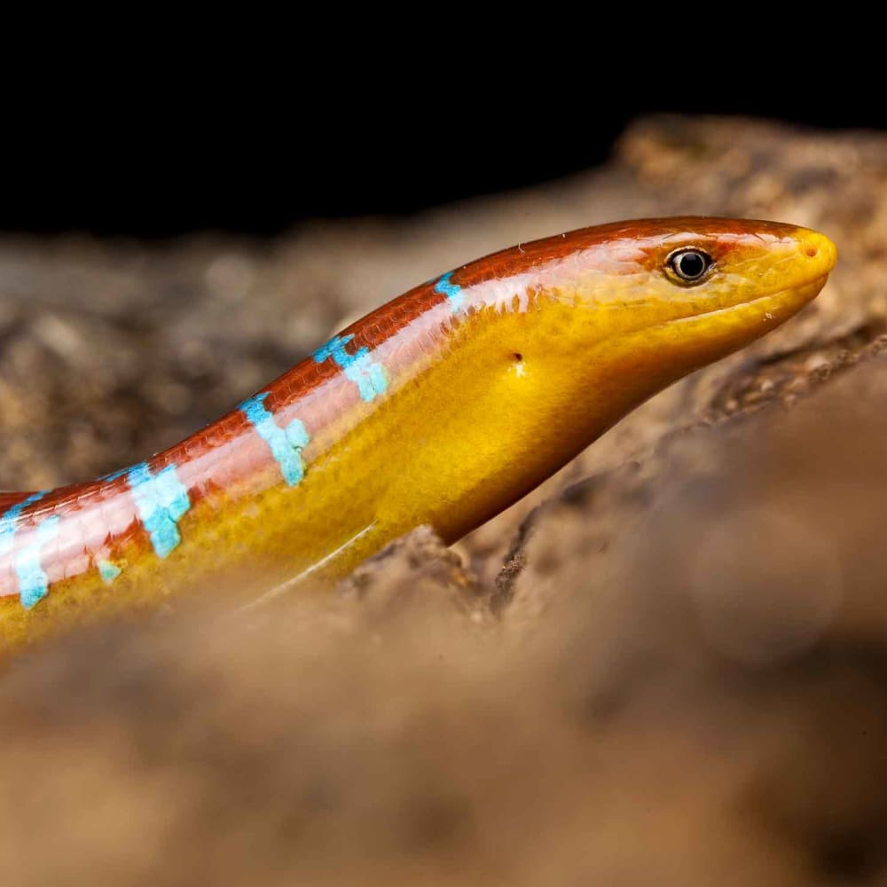 Asian Glass Lizard: Jewel-toned Enigma from the Northeast