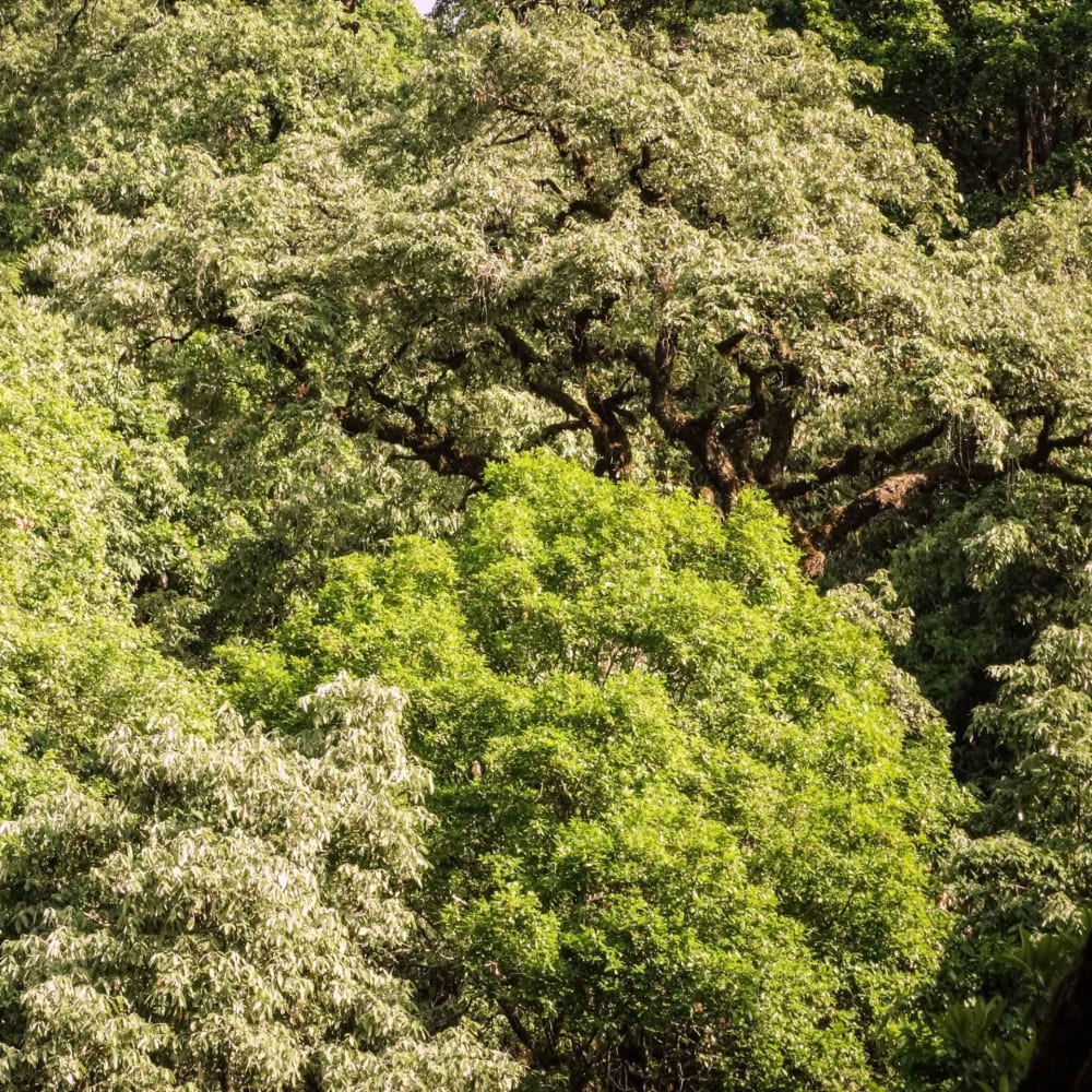 Giant Powerhouses: Secrets of the Himalayan Oak Forests